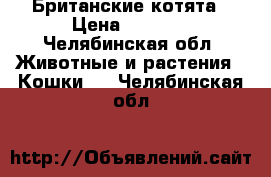 Британские котята › Цена ­ 3 000 - Челябинская обл. Животные и растения » Кошки   . Челябинская обл.